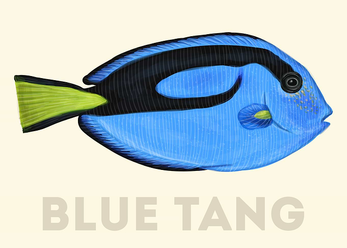 BlueTang Fish