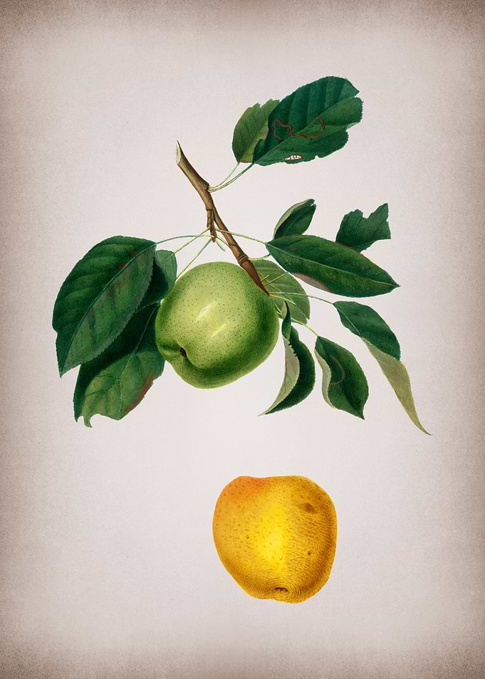 Botanical Illustration Art