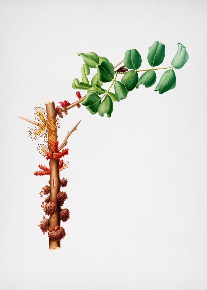 Vintage Fruit Illustration