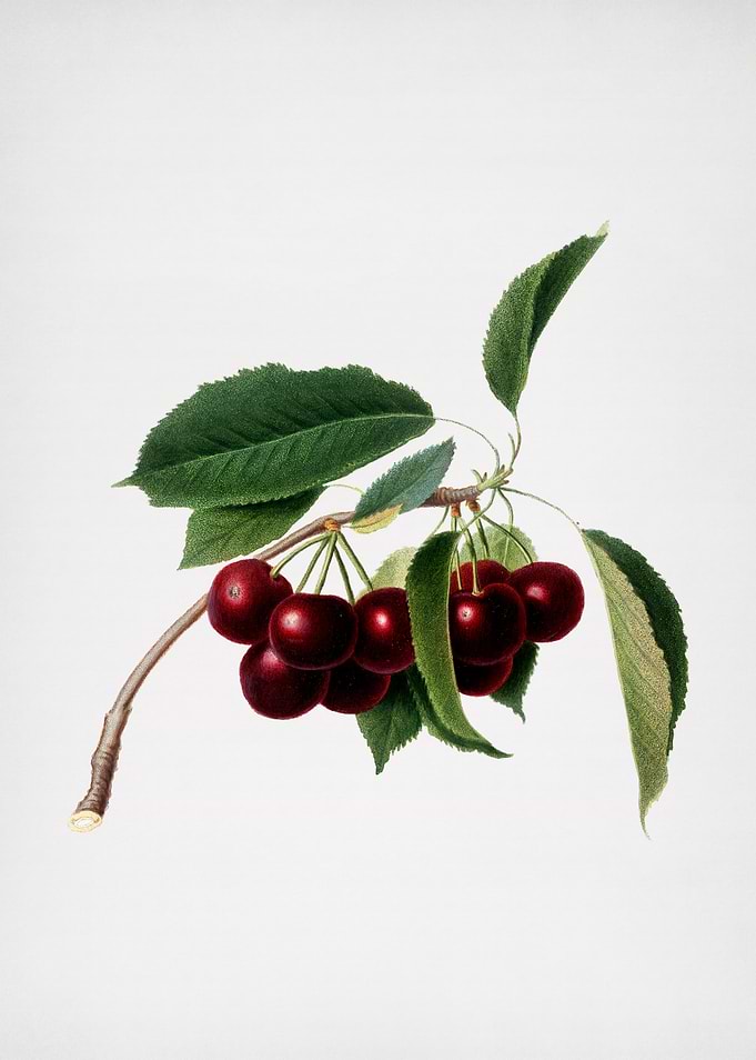 Mint Cherry Illustration