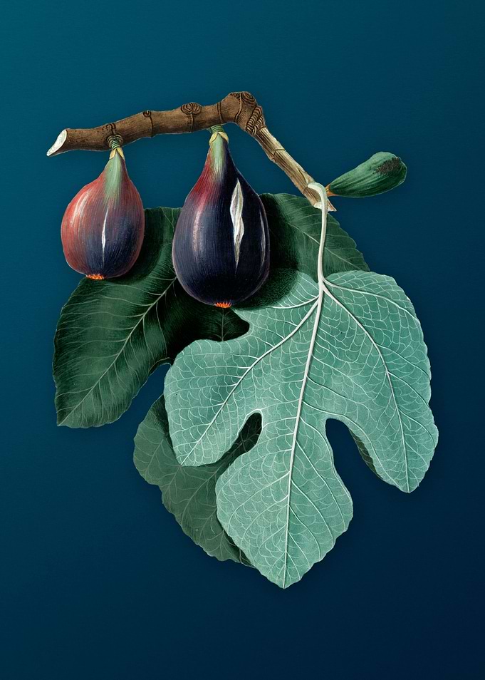 Vintage Fig Illustration