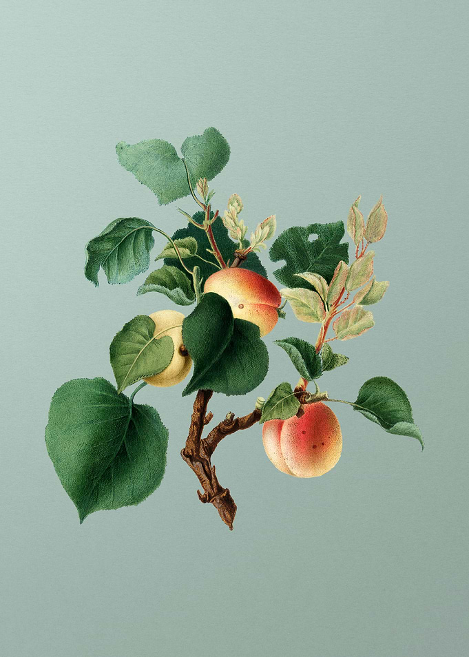 Vintage Fruit Illustration