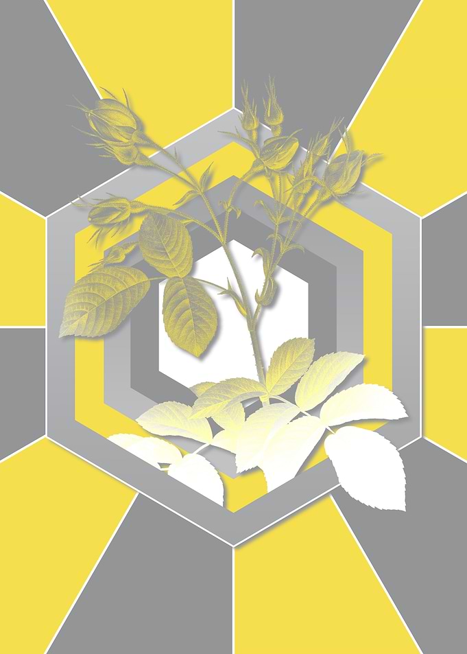 Botanical Illustration