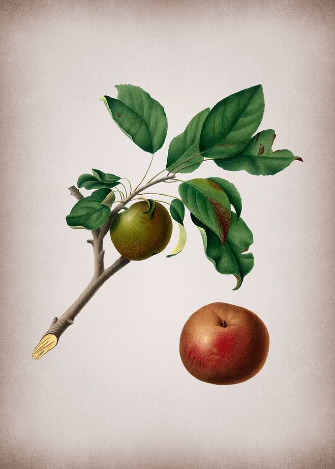 Botanical Illustration Art