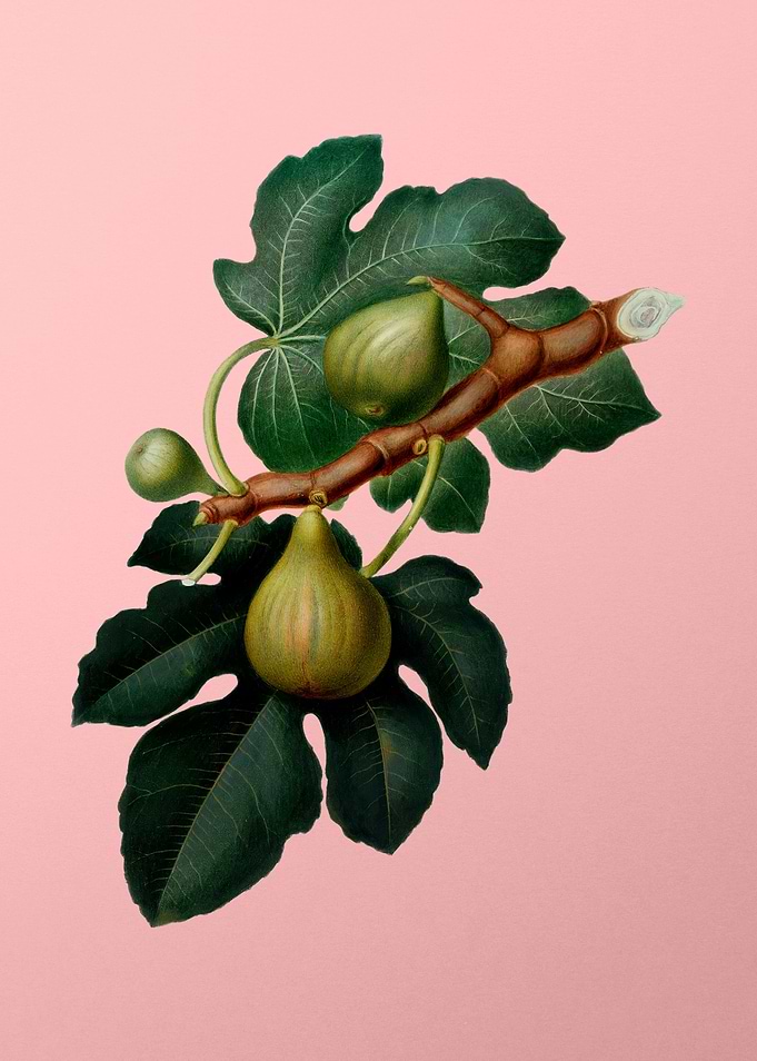 Vintage Botanical on Pink