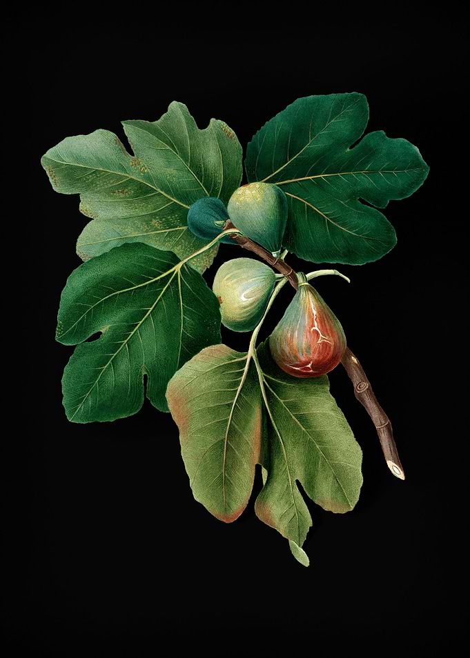 Vintage Fruit Illustration