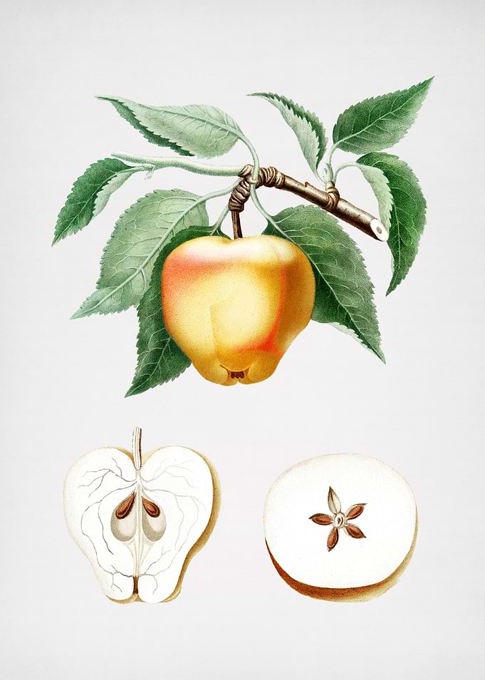 Vintage Apple Illustration