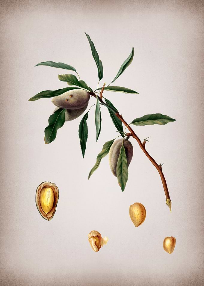 Botanical Illustration Art