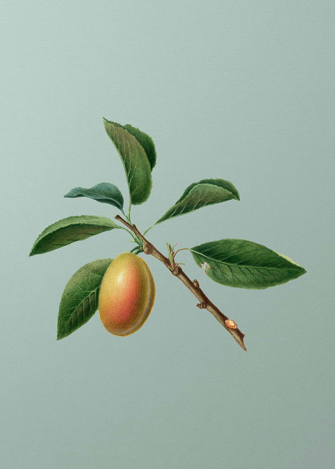 Vintage Fruit Illustration