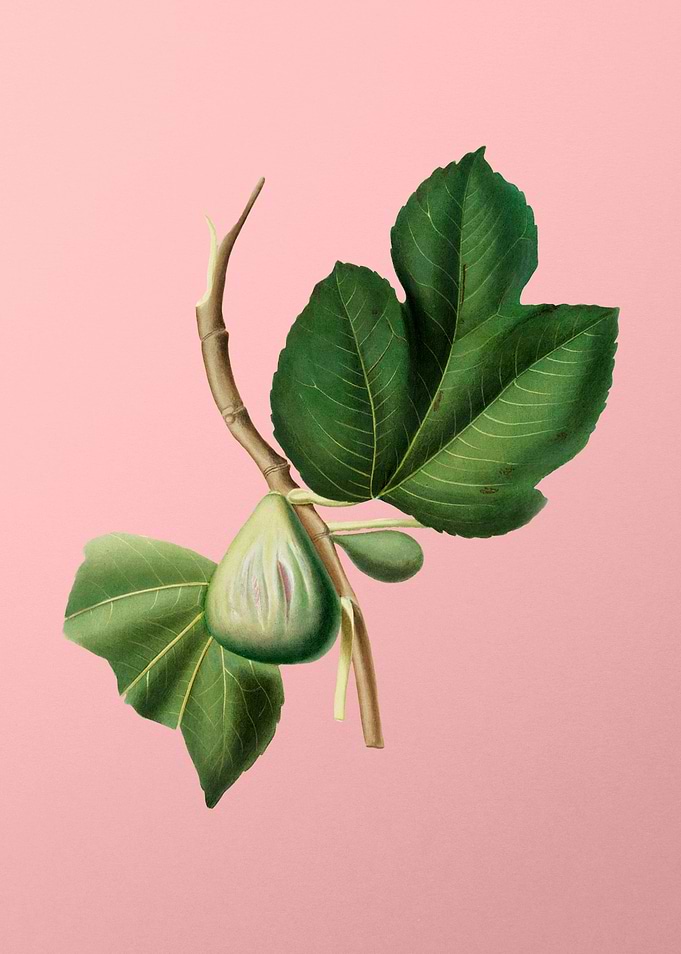 Vintage Botanical on Pink