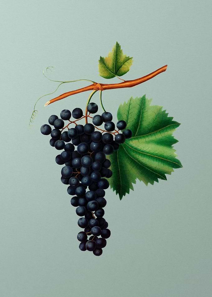 Vintage Fruit Illustration