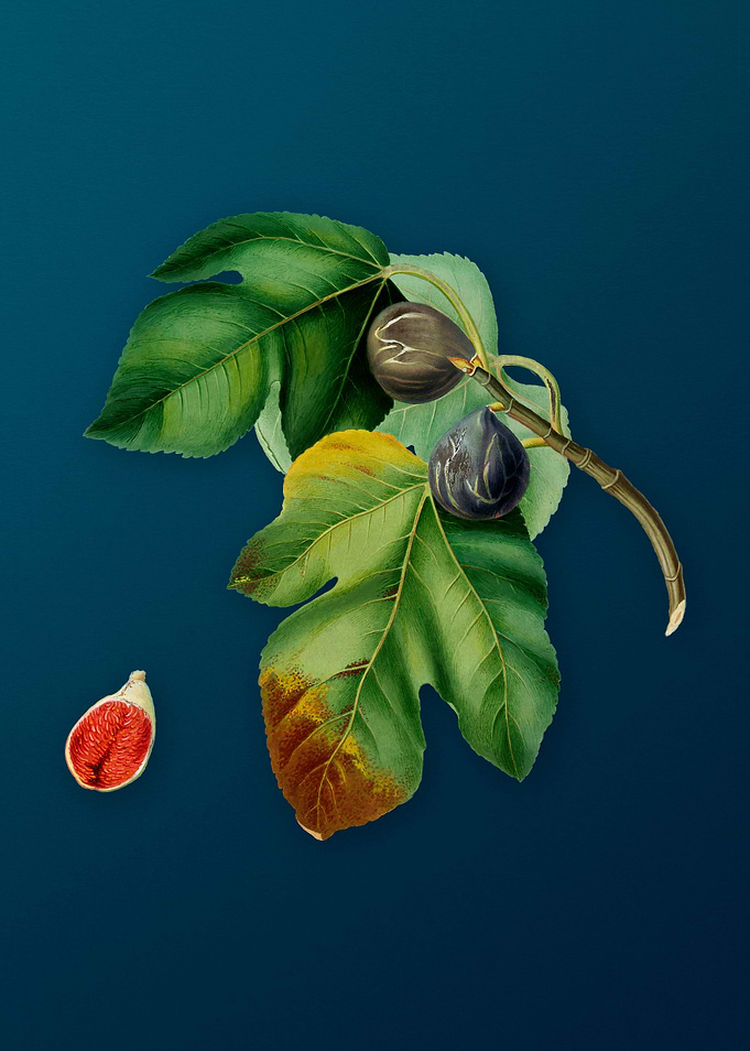 Vintage Fig Illustration