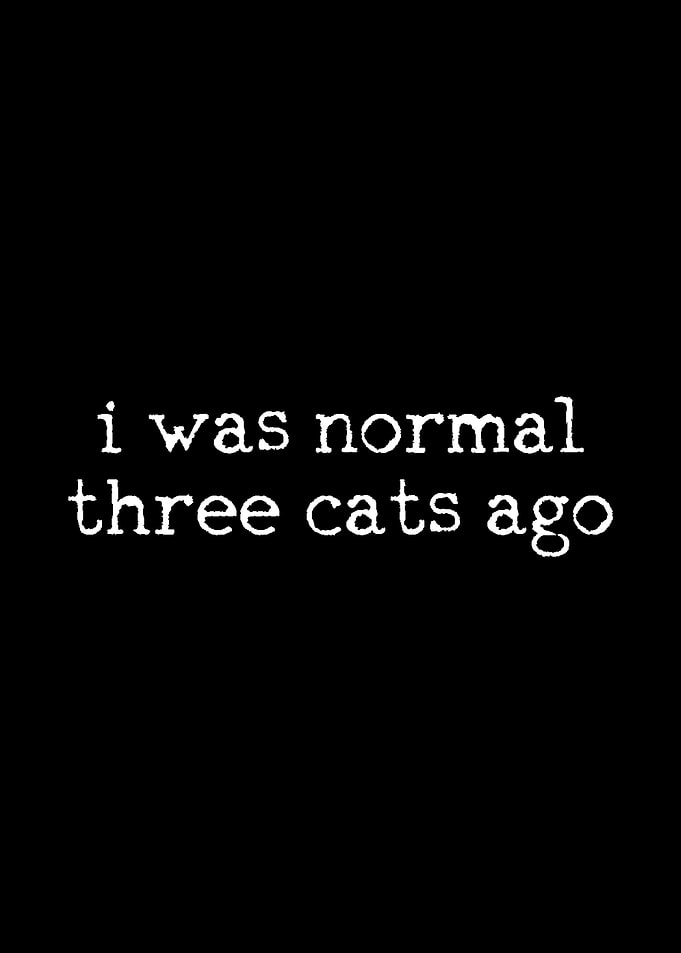 Cats Cat Owner
