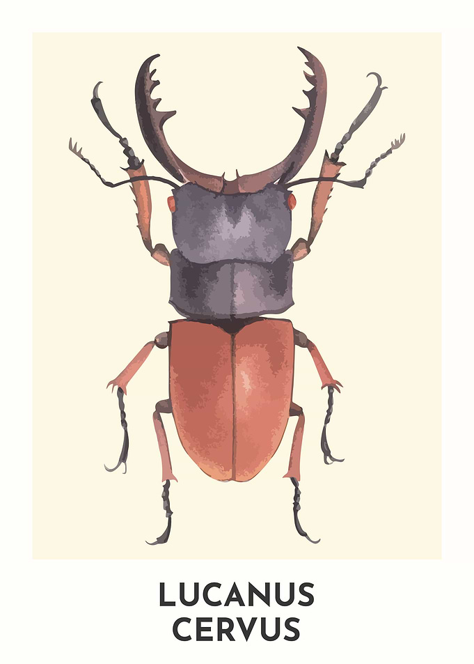 Stag Beetle