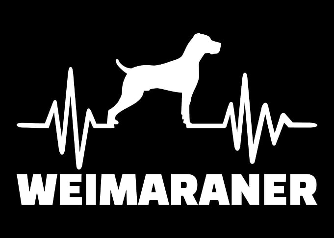 Weimaraner