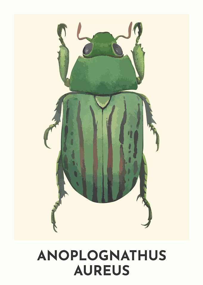 Christmas Beetle