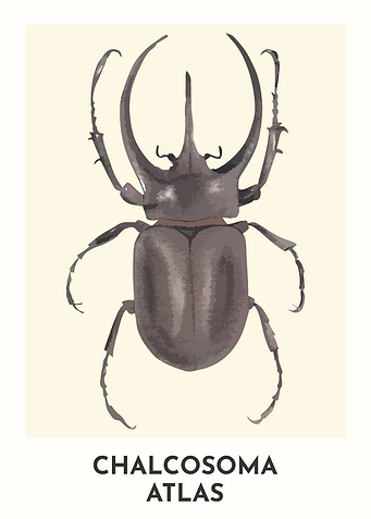 Atlas Beetle