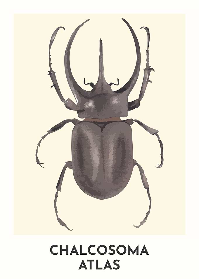 Atlas Beetle