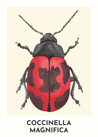 Lady Bug