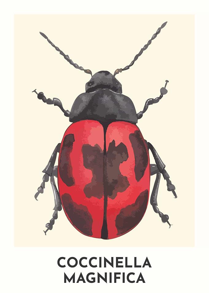 Lady Bug