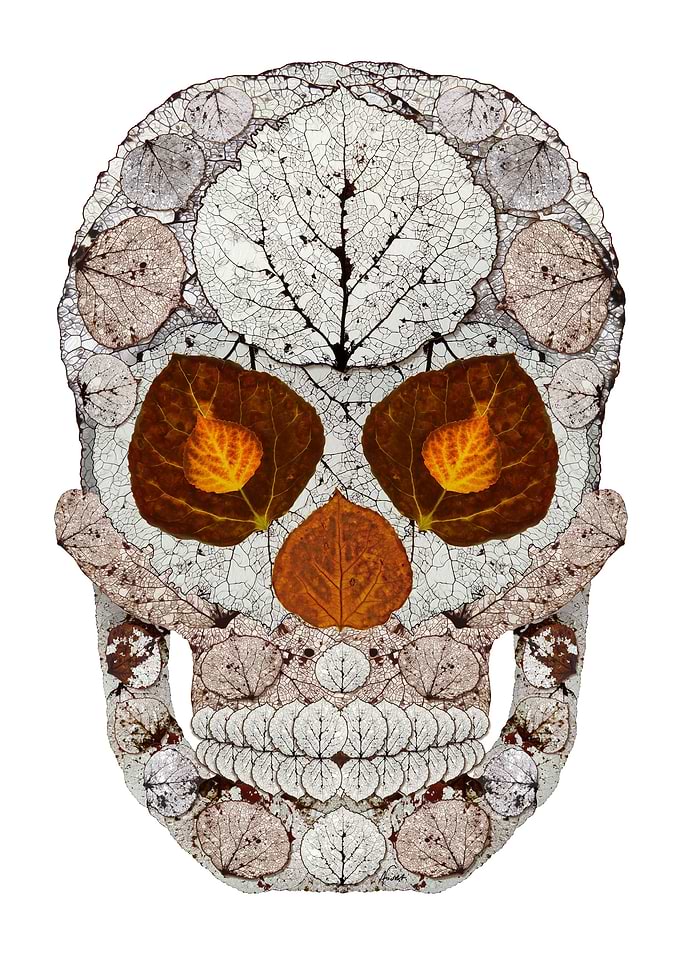 Aspen Leaf Skull 11