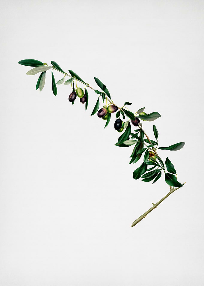 Vintage Olives Botanical