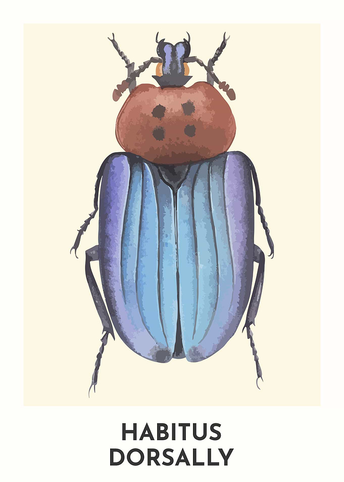 Habitus Dorsally Beetle