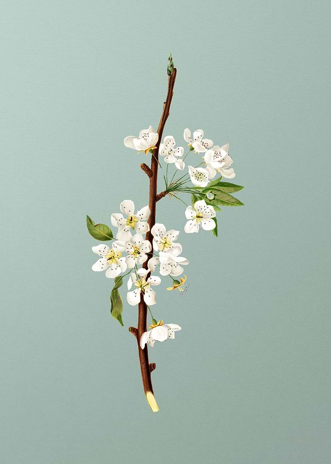 Vintage Musky Pear Flower