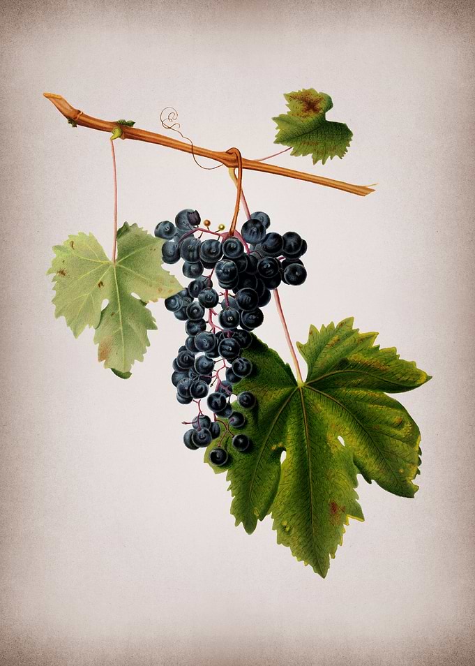 Vintage Grape Vines Poster