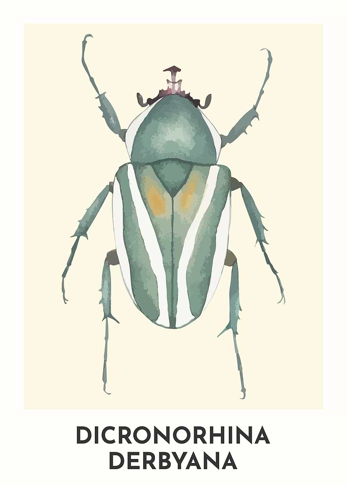 Dicronorhina Derbyana