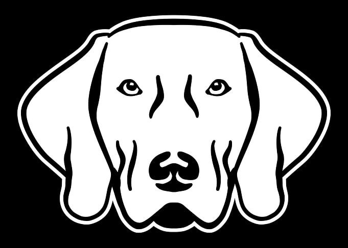 Weimaraner