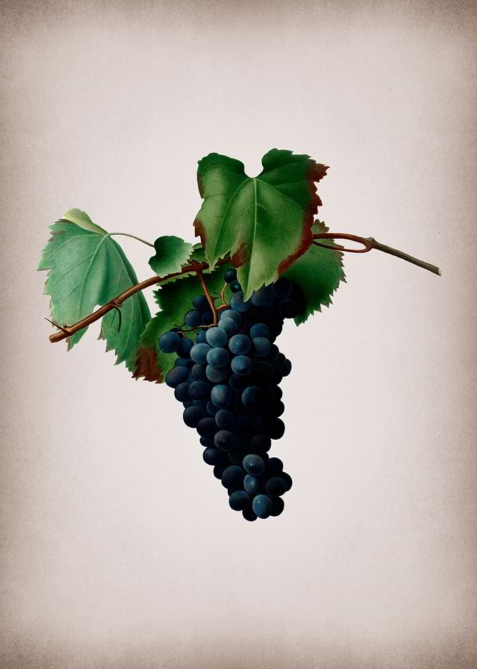 Vintage Grape Vines Poster