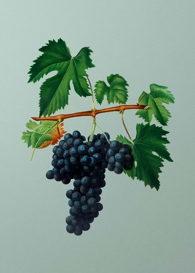 Vintage Grapes Botanicals