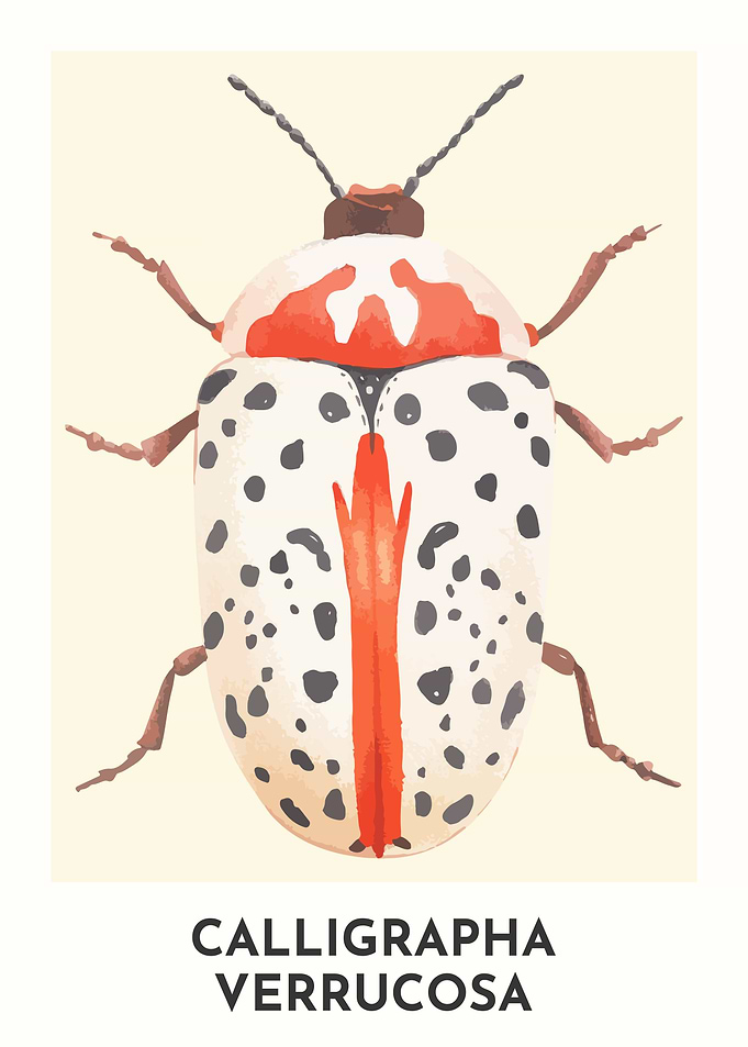 Leaf Beetle