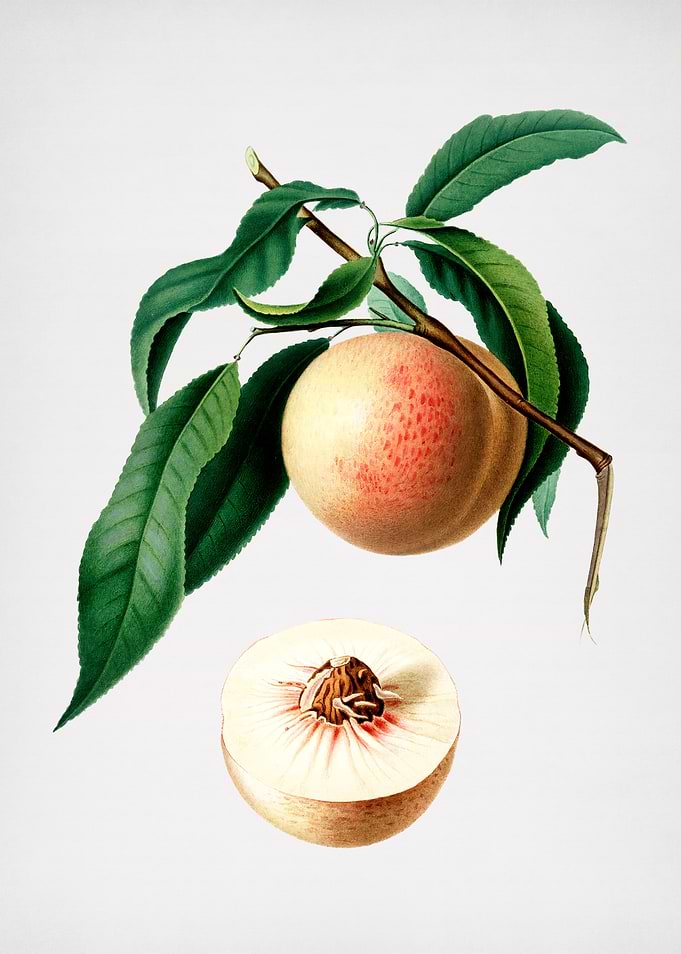Vintage Peach Illustration