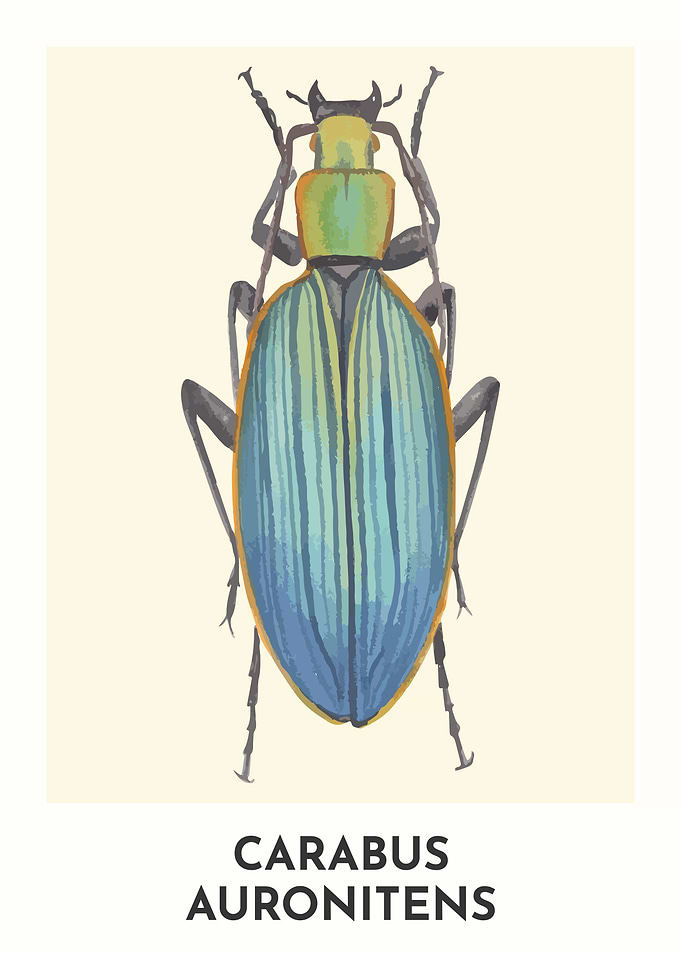 Carabus Auronitens Beetle