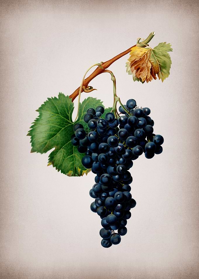 Vintage Grape Vines Poster