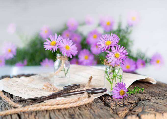 purple table flower
