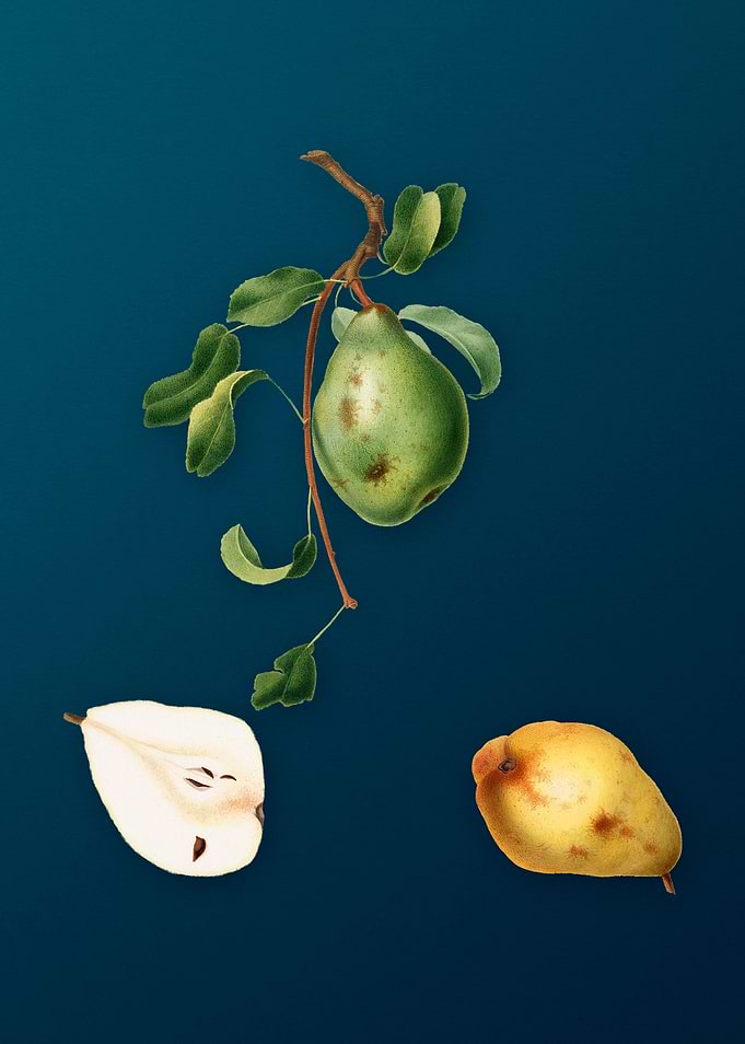 Vintage Pear Fruit Poster