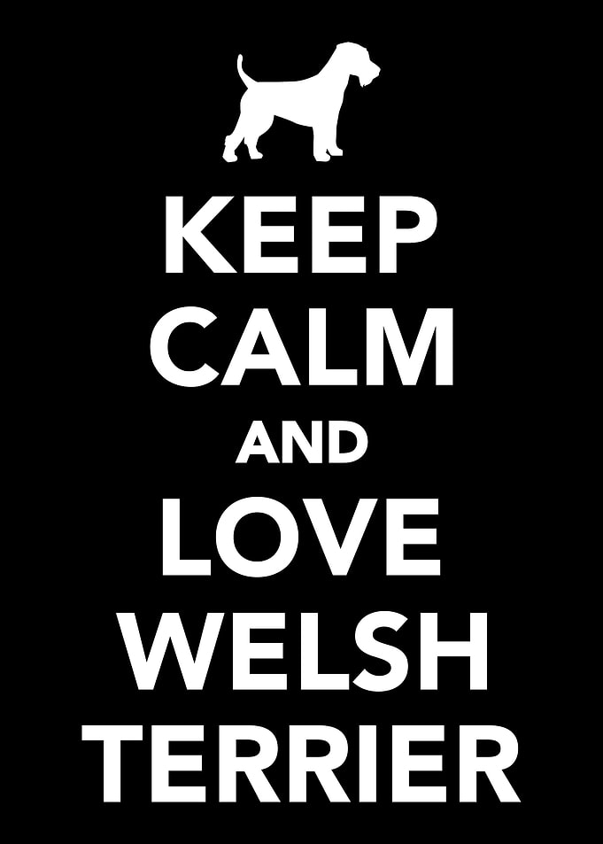 Welsh Terrier