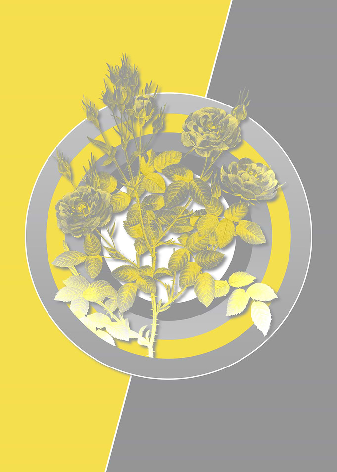 Ultimate Gray Retro Roses