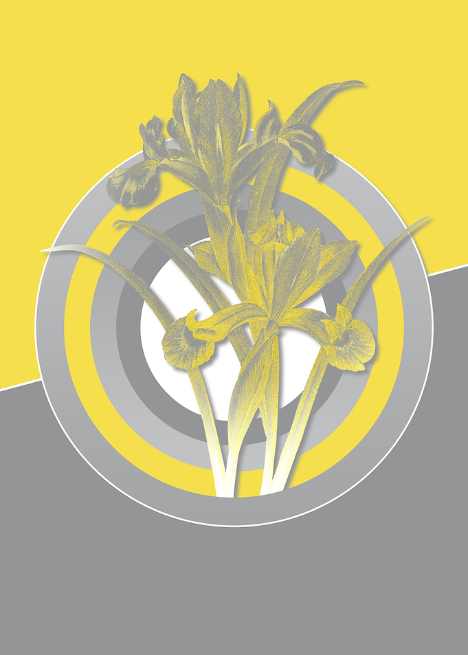 Ultimate Gray Retro Irises
