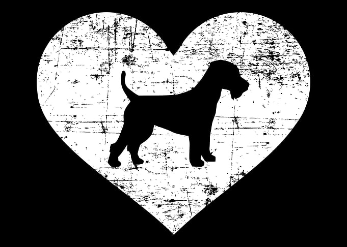 Welsh Terrier