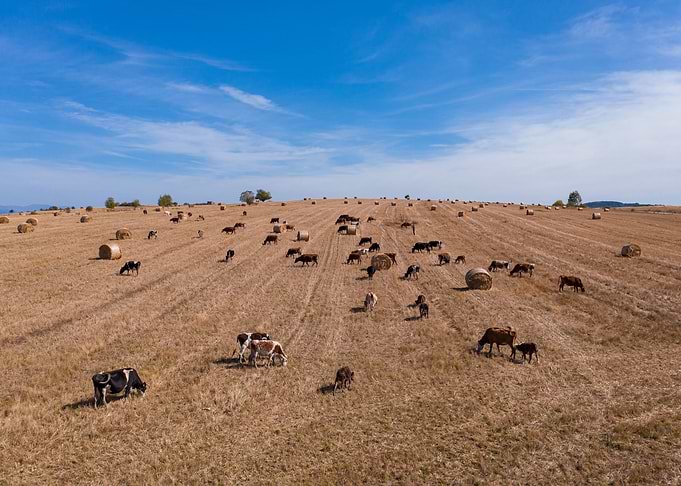 Hay cows