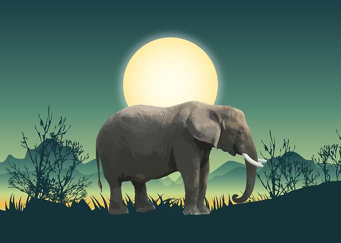 Elephants