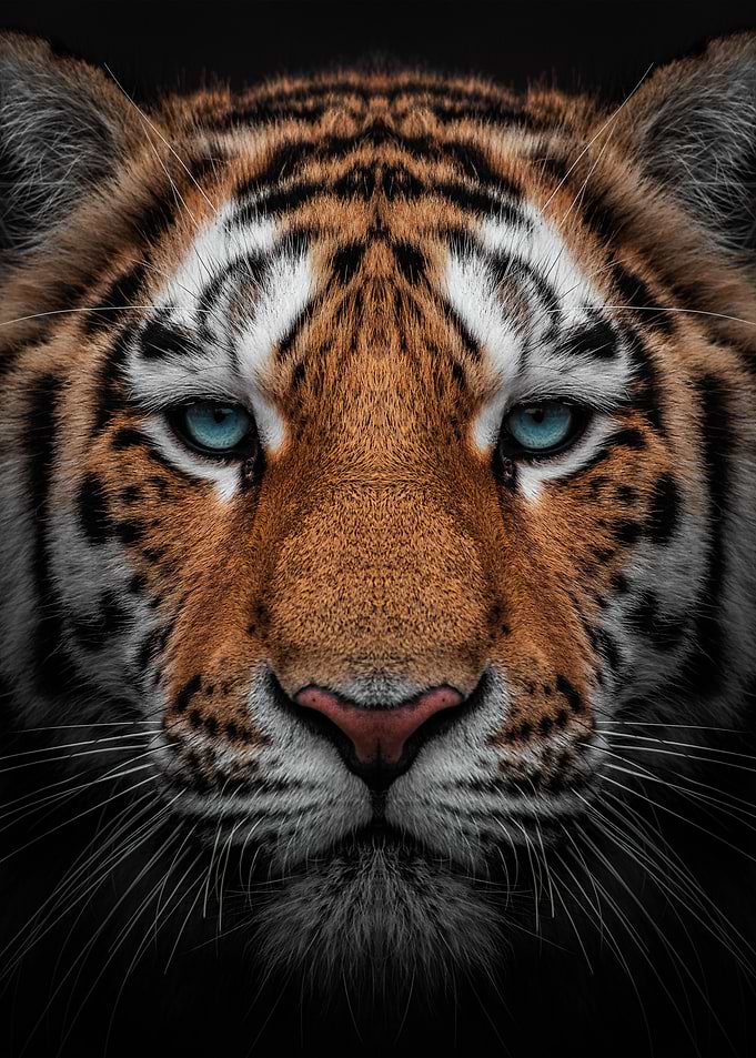 TIGER CLOSE UP