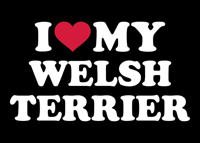 Welsh Terrier
