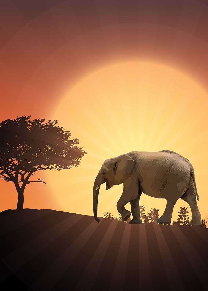 Elephants
