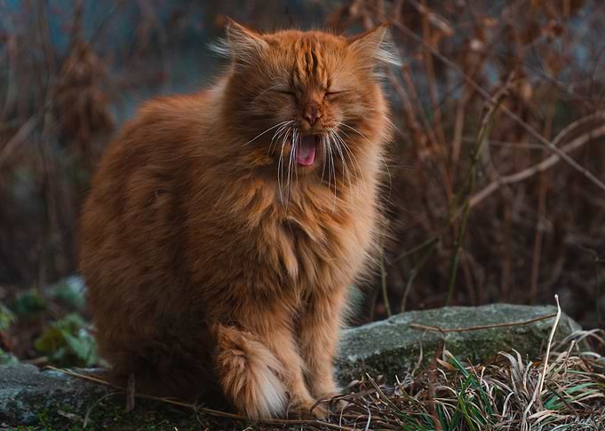 Grossed out kitten