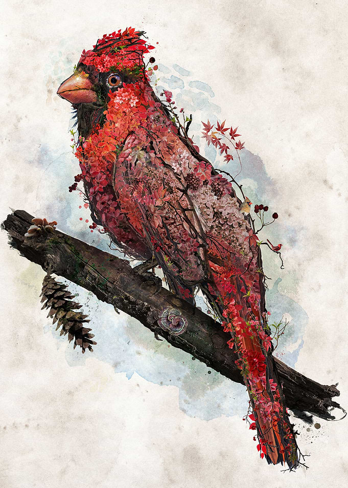Northern Cardinal